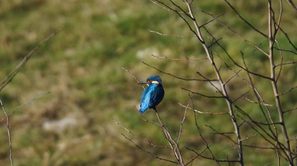 Eisvogel