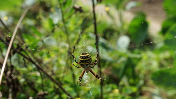 Wespenspinne im Garten