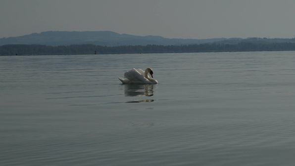 Mit dem Kayak auf dem ruhigen Murtensee