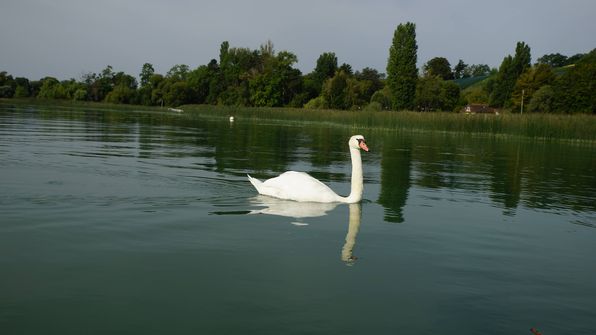 Mit dem Kayak auf dem ruhigen Murtensee