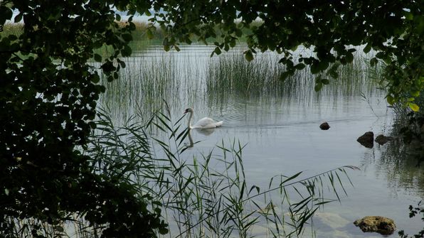 Mit dem Kayak auf dem ruhigen Murtensee