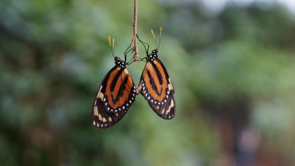 Papiliorama Kerzers