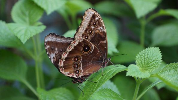 Papiliorama Kerzers