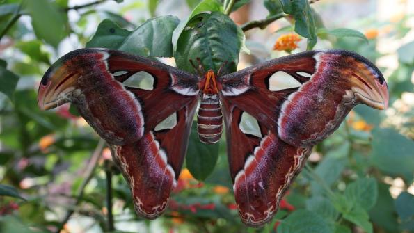 Papiliorama Kerzers