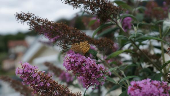 Schmetterling auf dem Schmetterlingsflieder