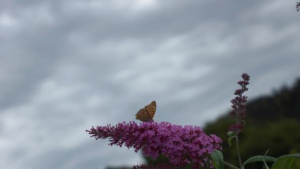 Schmetterling auf dem Schmetterlingsflieder