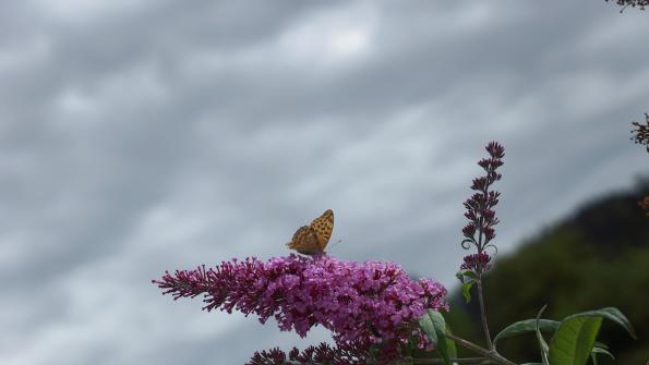 Schmetterling auf dem Schmetterlingsflieder