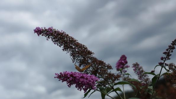 Schmetterling auf dem Schmetterlingsflieder