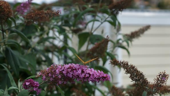 Schmetterling auf dem Schmetterlingsflieder