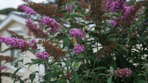 Schmetterling auf dem Schmetterlingsflieder