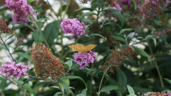 Schmetterling auf dem Schmetterlingsflieder