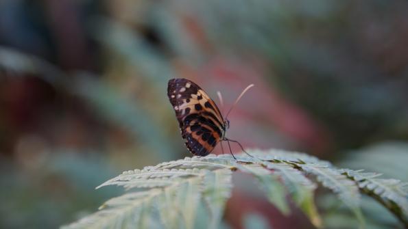 Papiliorama Kerzers