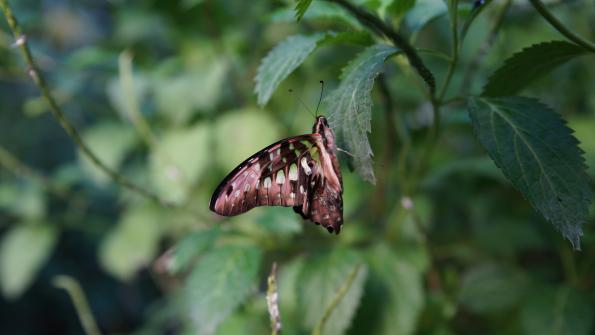 Papiliorama Kerzers