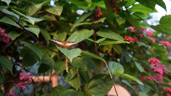 Papiliorama Kerzers