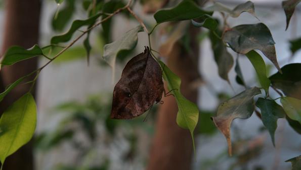 Papiliorama Kerzers