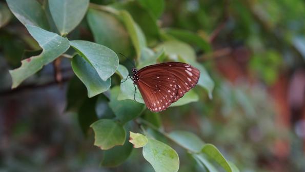 Papiliorama Kerzers