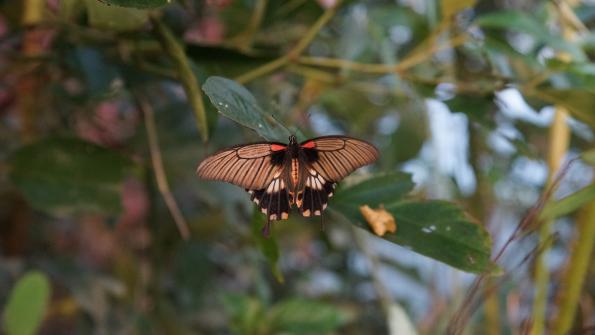 Papiliorama Kerzers