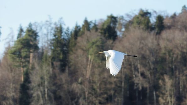 Silberreiher 15.12.2023