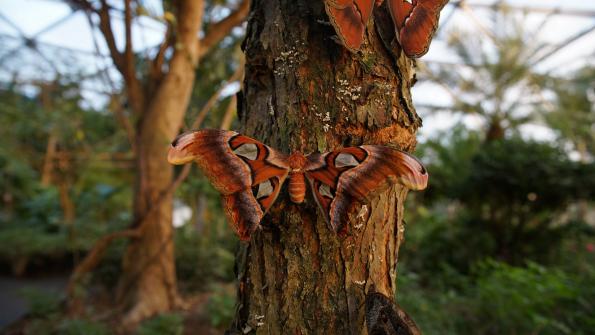 Papiliorama Kerzers