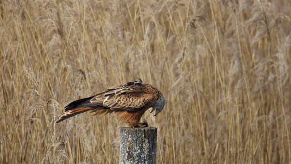 Rotmilan Auried Kleinbösingen