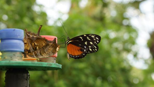 Papiliorama Kerzers