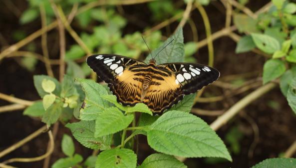 Papiliorama Kerzers