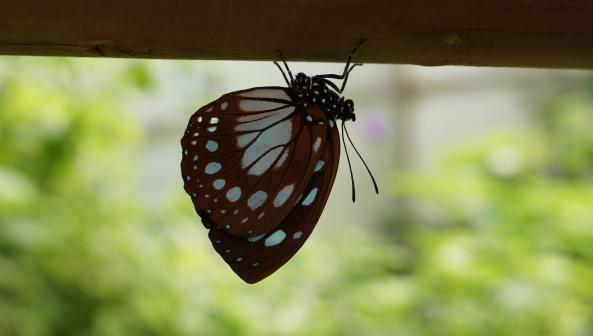 Papiliorama Kerzers