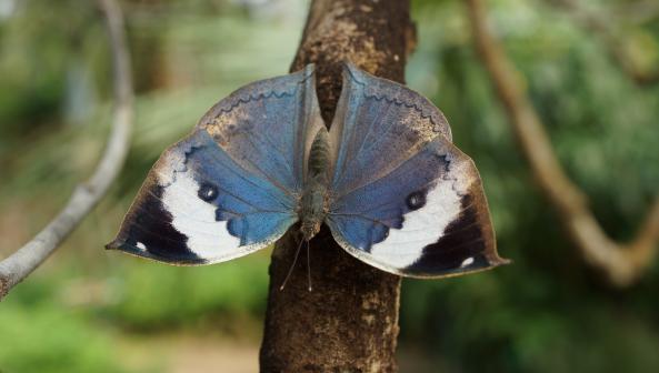 Papiliorama Kerzers