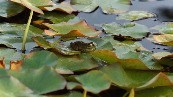 Seefrosch