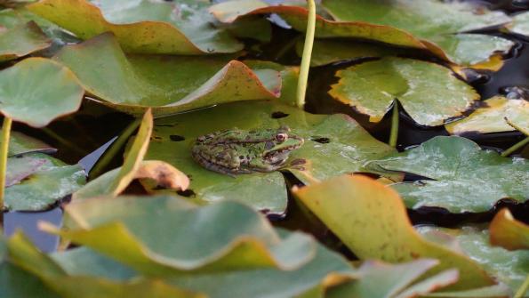 Teichfrosch